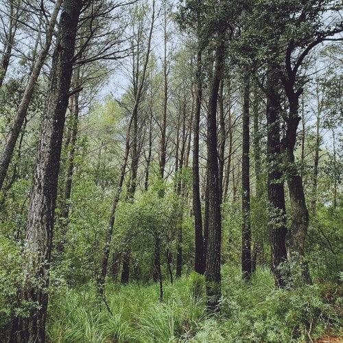 L.A.- Evergreen Oak (Vinyl)-Track Cache